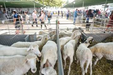 Más de 900 animales en la Feria de Ganado de Gran Canaria (Foto TA)
